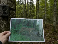 Puma, puma i po pumie. Fałszywe zdjęcie postawiło służby na nogi