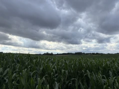 Pogoda wymusza na rolnikach zmiany. W efekcie pojawia się coraz więcej upraw kukurydzy, słoneczników i soi