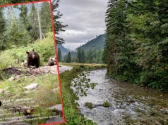 Pokazali nagranie ze szlaku w Tatrach. "Spotkanie, które mrozi krew w żyłach"