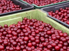 Koniec skupu. Ceny wiśni w hurcie 21.08. od 6 do 14 zł/kg