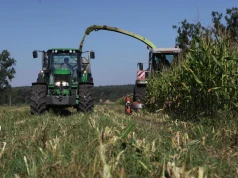 Kukurydza na pniu od 2500 do 10 tys. zł/ha. Co naprawdę decyduje o cenie?