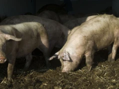 Ceny tuczników 2026. „Nie radzę zachowywać zbyt wielkiej pewności”