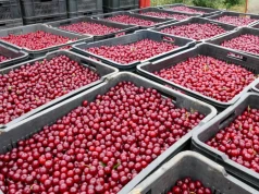 Skup poniżej kosztów produkcji? Producenci wiśni apelują o zakaz takich praktyk
