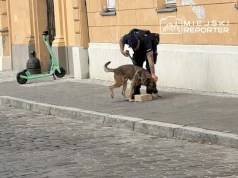 Tajemnicza paczka pod urzędem. W akcji pirotechnicy i przewodnik z psem tropiącym