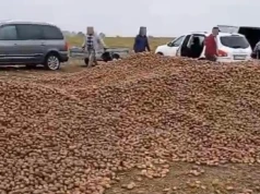 150 ton ziemniaków zniknęło z pola przez plotkę. Prokuratura umorzyła śledztwo, ale to nie koniec