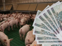 Świń brakuje, ale ceny nie rosną. Ile dziś płacą ubojnie?