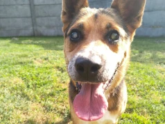 Takie historie niestety się zdarzają. Ten pies czeka na adopcję już trzy lata