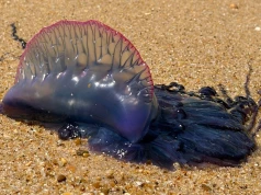 Francja i Portugalia zamykają plaże. Jadowite stworzenia atakują Atlantyk