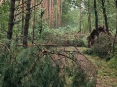 Zakaz wstępu do lasu w Mysłowicach! Wiatr połamał dużo drzew