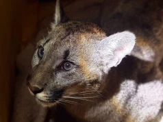 Tylko puma z Zachodniopomorskiego była prawdziwa