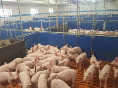 Ceny warchlaków bez większych zmian. Tyle zapłacisz za zwierzęta do tuczu