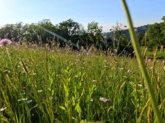 Łąka kwietna miała zachwycać, a prawie nic nie wyrosło. Powodem mogą być te błędy