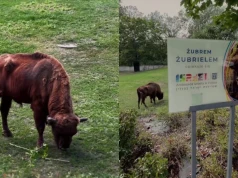 Ambasada Izraela zaopiekowała się żubrem w ZOO i nazwała go Żubriel