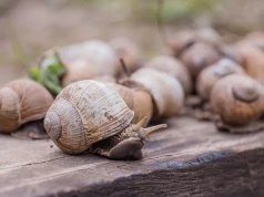 Ślimaki nie wytrzymują takich warunków. Giną masowo