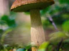 Mykolog z UW: ulewy mogą wypłukać grzybnię. Kiedy ruszą borowiki?