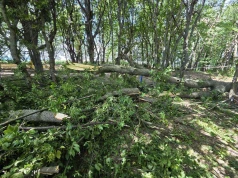 Spór po interwencji strażaków w parku w Mogilanach. Wójt wskazuje na szkody, OSP odpowiada