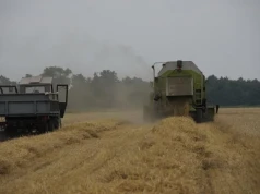 Słabszy sezon dla jęczmienia ozimego. Tegoroczne plony wyraźnie niższe
