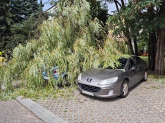 Drzewo runęło na samochody w Ostrołęce. Strażacy usuwali ogromny konar z parkingu przy ul. Hallera