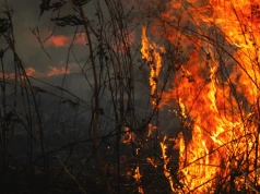 Zmiana klimatu i działania człowieka. Pożarów będzie tylko więcej