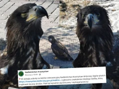 Młody, ale strasznie zmęczony jak my wszyscy bielik został uratowany w Lublinie