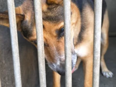 Adopcja zwierzęcia nie może przypominać toru przeszkód. Miasto analizuje procedury w krakowskim schronisku