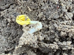Jak długo działa zaprawa insektycydowa w rzepaku? Czy można zrezygnować z oprysku?