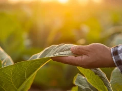 Plantatorzy tytoniu powinni mieć się na baczności. Nadchodzi zagrożenie