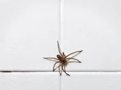Widać go z daleka. Tego ogromnego pająka warto mieć za sąsiada