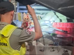 Ponad 22 tysiące podejrzanych maskotek zatrzymanych w Kudowie. Miały trafić do automatów z zabawkami