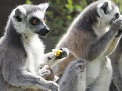 W naturze król Julian byłby Julią. Co „Madagaskar” zmyślił o lemurach?