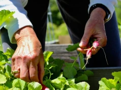 Jeszcze w sierpniu wysiej na poplon. Jesienią zbierzesz chrupiące korzenie