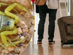 Ukrył się w kurtce turystki. Groza na lotnisku w Niemczech