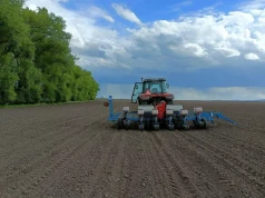Rzepak po rzepaku. Czy orka jest konieczna i jak przygotować stanowisko?