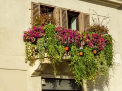 Kwiaty na balkon, którymi przedłużysz lato. 8 roślin, które najpiękniej wyglądają właśnie jesienią