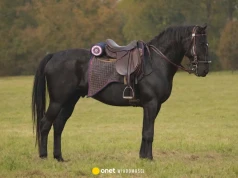 Amaretto zniknął bez śladu. Ułani nie wierzyli własnym oczom, gdy zobaczyli nagranie z fotopułapki