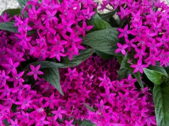 Posadź zamiast pelargonii. Piętak lancetowaty kwitnie do przymrozków