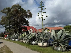 Botaniczna sensacja na Mazurach. Agawa zakwitła przed piekarnią w Pieckach