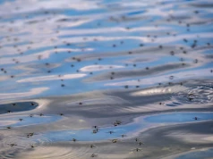 Biolog: drobne zbiorniki wodne to atrakcyjne miejsce dla owadów, płazów czy ssaków