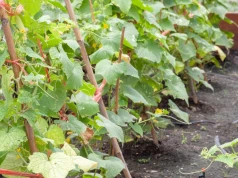 Wysiej, gdy zwiędną ogórki. Gleba będzie zdrowa jak po górze obornika