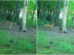Nie puma tylko lis? Jest nagranie z fotopułapki, policjanci prowadzą postępowanie
