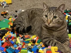 Warto inwestować w LEGO? "Najlepiej szukać nieoczywistych opcji"