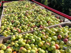 Jabłka przemysłowe po 65 gr/kg?! Skupujący zdradza, co naprawdę dzieje się na rynku!