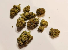 Hindu Kush – legendarna indica