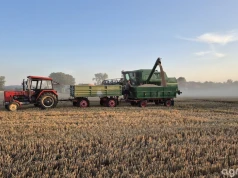 Ceny pszenicy 25.08.2026. W skupach od 740 zł/t, różnice sięgają 220 zł/t