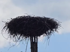 Bociany odlatują z regionu tarnowskiego. Puste gniazda są wyraźnym znakiem końca lata