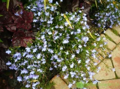 Lobelia przylądkowa Magadi Electric Blue – uprawa i ciekawostki