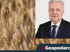 Napływ zboża z Ukrainy? "Nasze będzie stać w kolejkach"