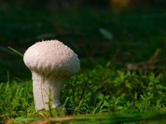 Trwa wyścig grzybiarzy. To czas niezwykłych zbiorów