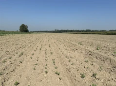 Bez tego rzepak jesienią będzie słaby. Kluczowy czynnik dla kształtowania plonu