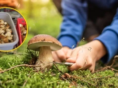 Włosi przyłapani z 36 kg grzybów na granicy z Austrią. Służby nałożyły mandat